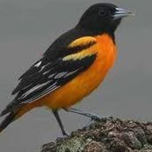 Meet your Posher, J.c.